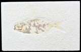 Bargain Knightia Fossil Fish - Wyoming #42375-1